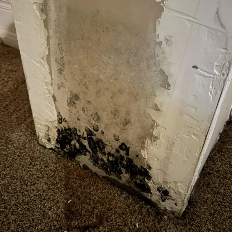 Professional Mold Removal in Galveston, TX